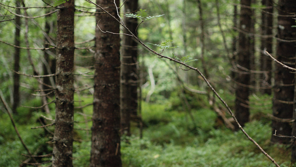 Bäume in einem Wald in Norwegen